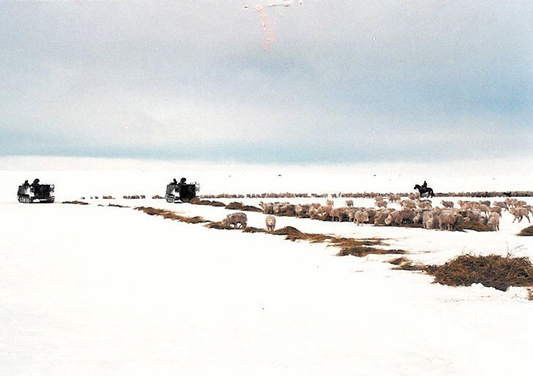 Carros M113 del Ejército de Chile repartieron alimento para el ganado en difíciles condiciones meteorológicas